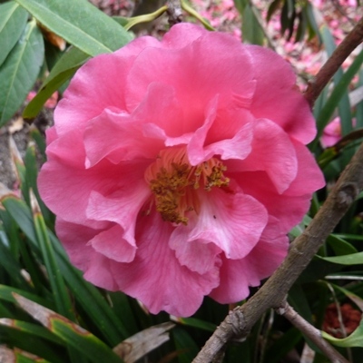 Reticulate Leaf Pink